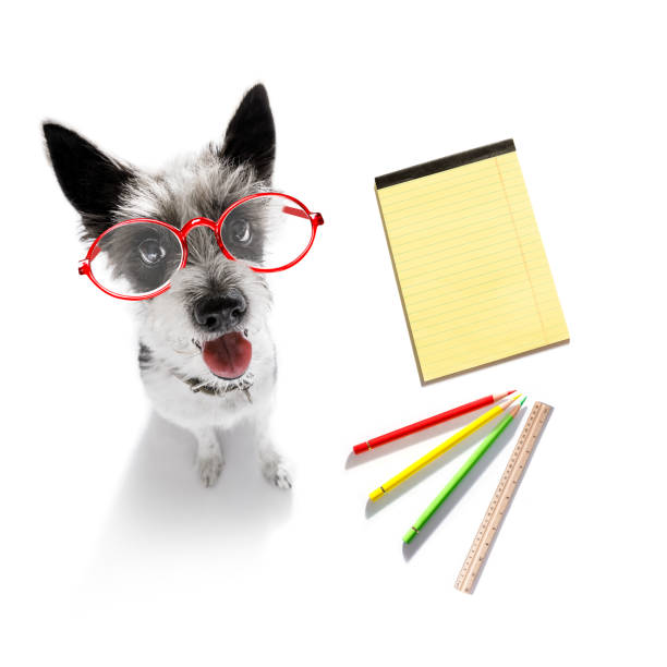 office worker businessman dog - standard poodle imagens e fotografias de stock