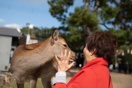 Meeting deer in Japan
