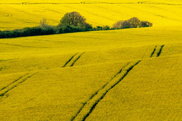 istock Rolling fields of rapeseed in bloom, with tractor tracks and traditional hedgerow 1061742196