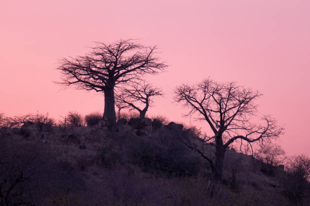 Trees  at sunset in Ruaha National Park,Tanzania Landscape with bare  trees against a pink sky during sunset in Ruaha National Park in Tanzania. africa sunset ruaha national park tanzania stock pictures, royalty-free photos & images