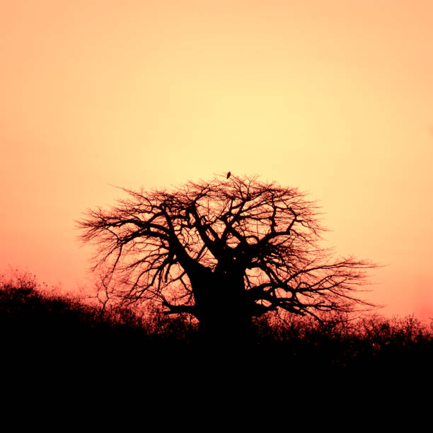 Baobab tree at sunset in Ruaha National Park,Tanzania Beautiful landscape with a bare  baobab tree against  a golden light during sunset. africa sunset ruaha national park tanzania stock pictures, royalty-free photos & images