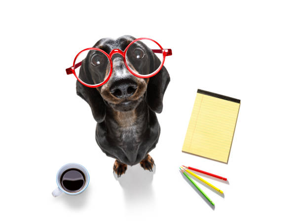 office worker businessman sausage dachshund dog - standard poodle imagens e fotografias de stock