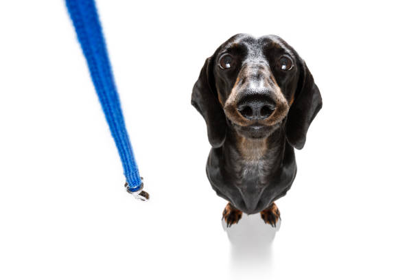 istock dog and owner  with leash 1061743620