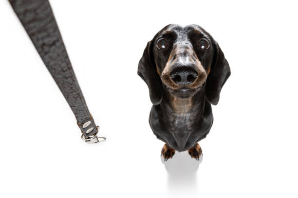 istock dog and owner  with leash 1061746104