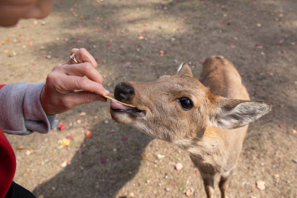 Meeting deer in Japan