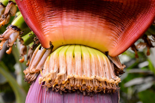istock Green Bananas Hanging on Banana Tree 1061749410