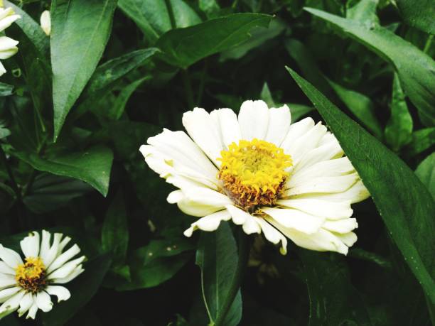 istock The Flower Yellow in White 1061749656