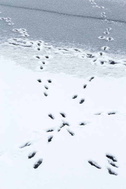 istock Hares that have jumped on the ice 1061749722