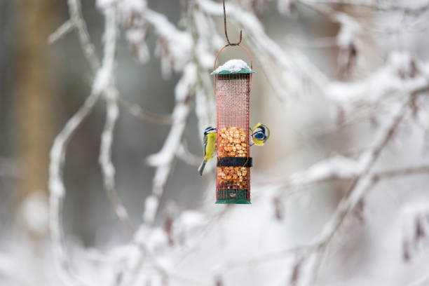 две синие сиськи едят из кормушки для птиц - snow nature sweden cold стоковые фото и изображения