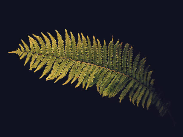 istock big green leave fern on black background 1061752384