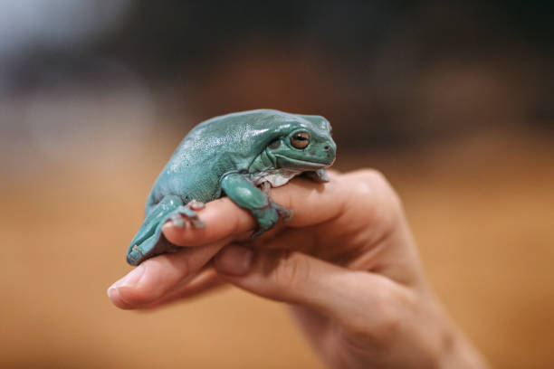 istock European Tree frog, Hyla arborea, close-up 1061752662