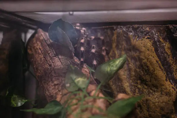 Photo of Tarantula in terrarium