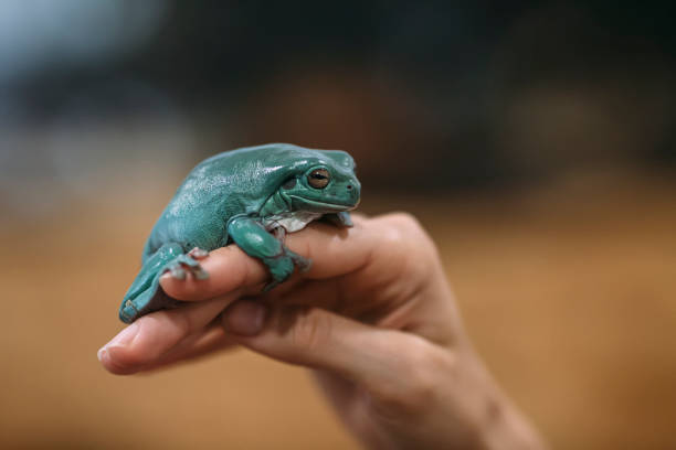 istock European Tree frog, Hyla arborea, close-up 1061752946