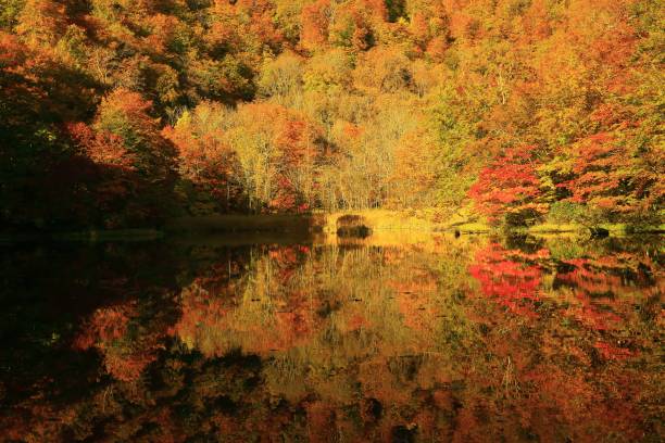istock autumn leaves swamp 1061759928