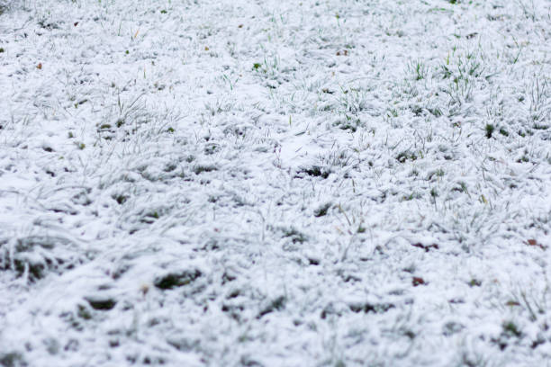 istock first snow, white snow background on green grass, 1061761052