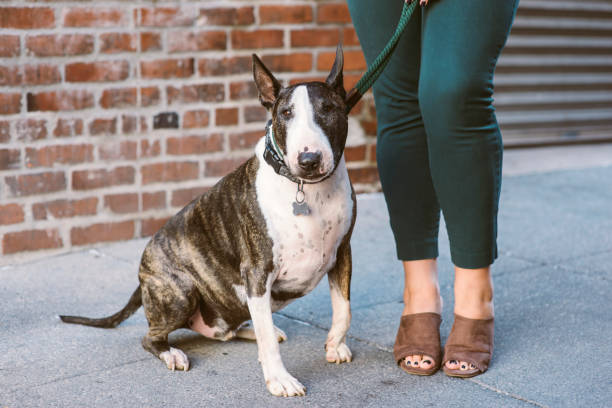 istock Bull Terrier Dog Next to Female Legs 1061765152