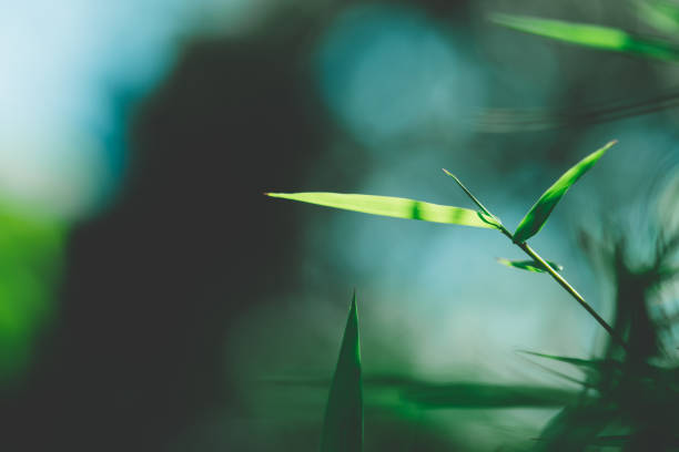 istock Closeup nature view of dark green bamboo leaf 1061769876