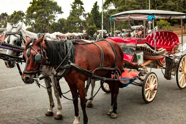 Photo of Horses pulling carriage