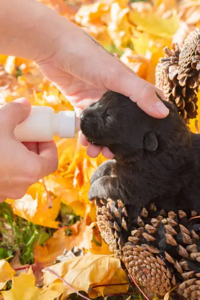 Little black puppy dog pooch in a basket of cones eating milk from a bottle