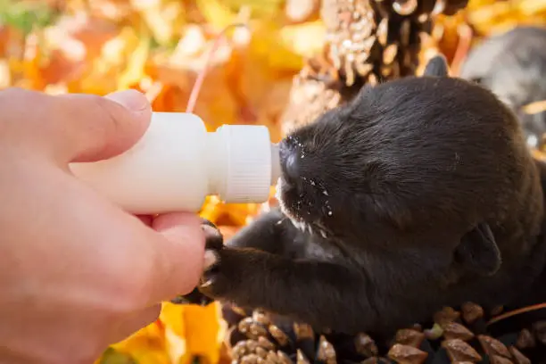 Little black puppy dog pooch in a basket of cones eating milk from a bottle