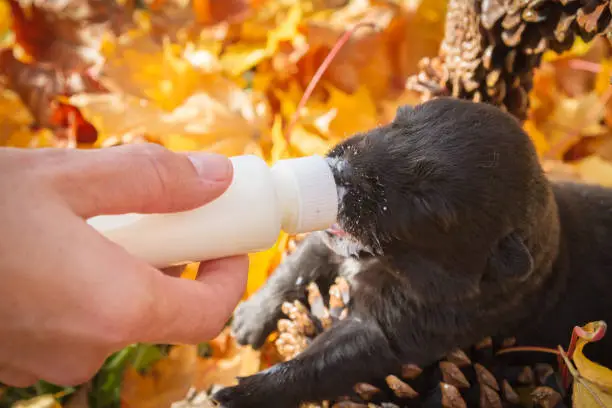 Little black puppy dog pooch in a basket of cones eating milk from a bottle