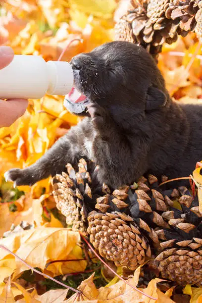 Little black puppy dog pooch in a basket of cones eating milk from a bottle