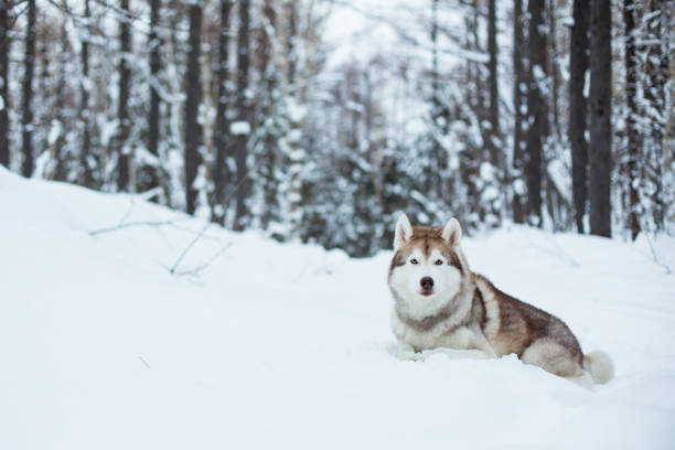 istock Husky dog lying on the snow in winter forest 1061775872
