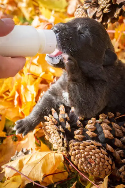 Little black puppy dog pooch in a basket of cones eating milk from a bottle