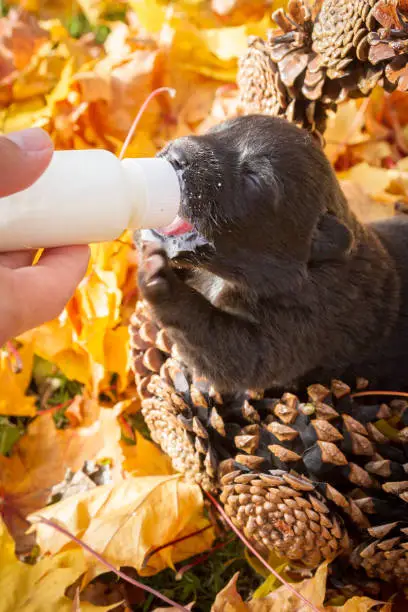 Little black puppy dog pooch in a basket of cones eating milk from a bottle