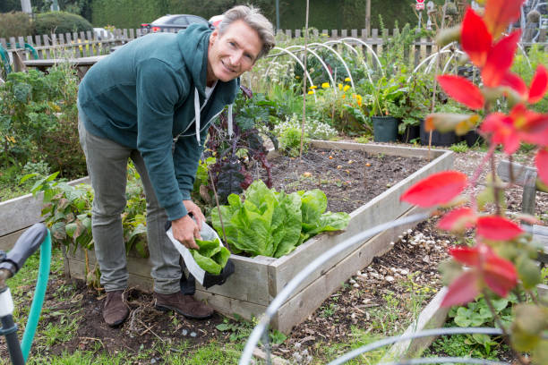 istock Man gardening in community vegetable garden 1061782296