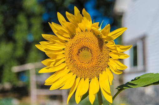Sunflower in the garden on a summer day.