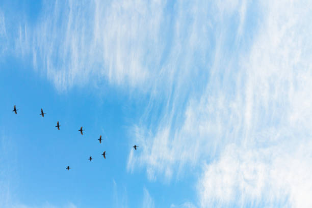 istock Migratory birds flying in the shape of v on the cloudy blue sky. 1061786110