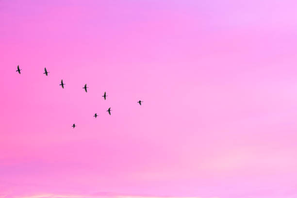 istock Migratory birds flying in the shape of v on the cloudy sunset sky. 1061786280