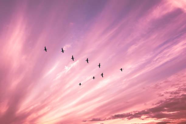 istock Migratory birds flying in the shape of v on the cloudy sunset sky. 1061786310