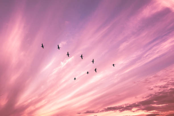 Migratory birds flying in the shape of v on the cloudy sunset sky. Migratory birds flying in the shape of v on the cloudy sunset sky. Sky and clouds with effect of pastel colored birds flying in sky stock pictures, royalty-free photos & images