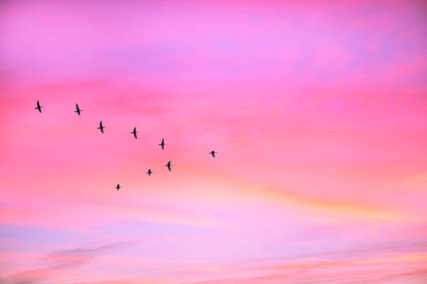 istock Migratory birds flying in the shape of v on the cloudy sunset sky. 1061786416