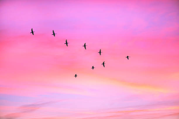 istock Migratory birds flying in the shape of v on the cloudy sunset sky. 1061786452