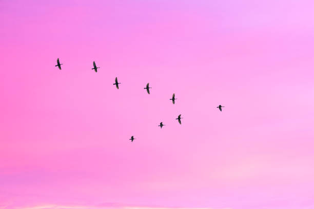 istock Migratory birds flying in the shape of v on the cloudy sunset sky. 1061786480