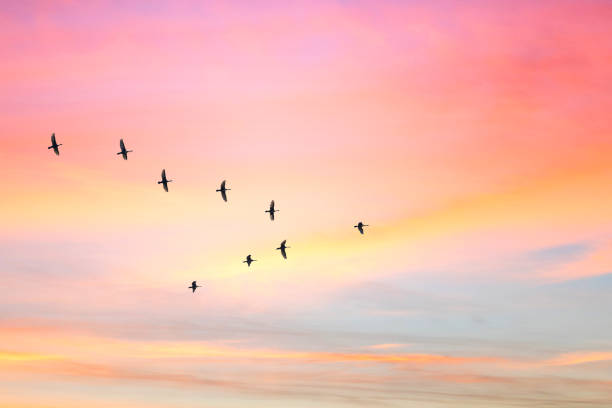 istock Migratory birds flying in the shape of v on the cloudy sunset sky. 1061787420
