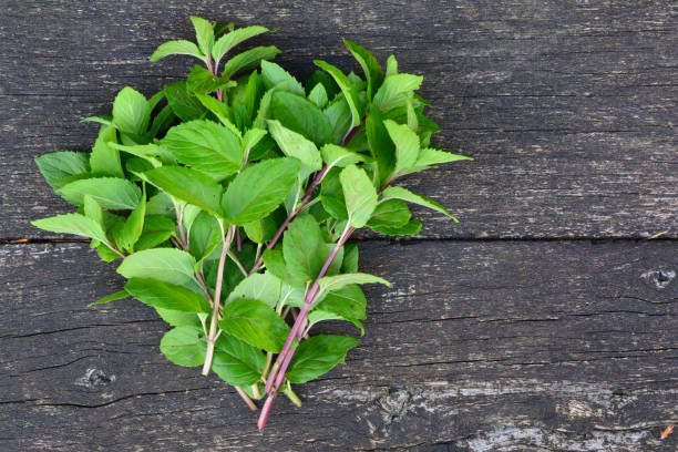 menta de agua sobre mesa o mentha aquatica - mentha aquatica fotografías e imágenes de stock