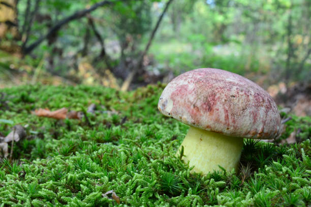 butyriboletus 어스 (이전 boletus regius) 또는 왕 bolete - yellow boletus 뉴스 사진 이미지