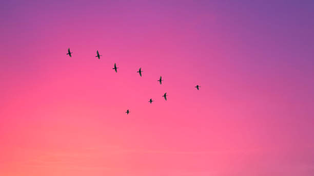 istock Migratory birds flying in the shape of v on the cloudy sunset sky. 1061787480