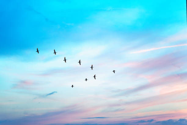 フラ�イング v の形で曇り夕焼けの渡り鳥。 - 鳥 ストックフォトと画像