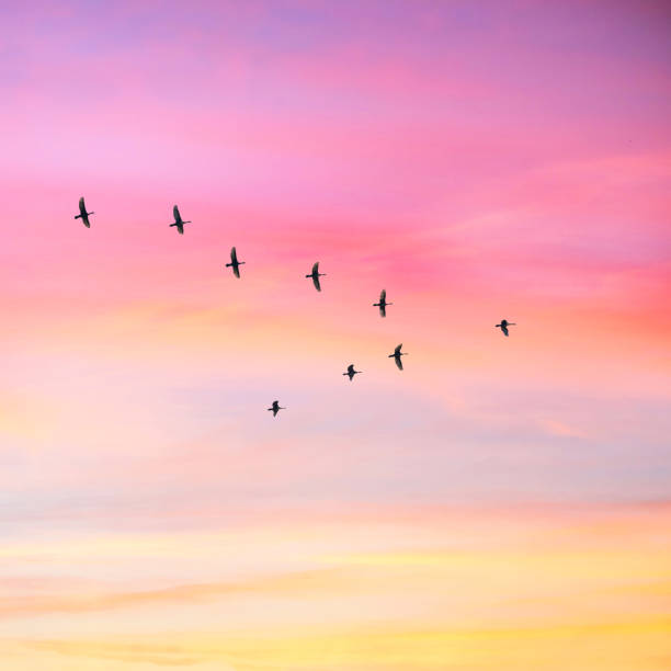 istock Migratory birds flying in the shape of v on the cloudy sunset sky. 1061787570