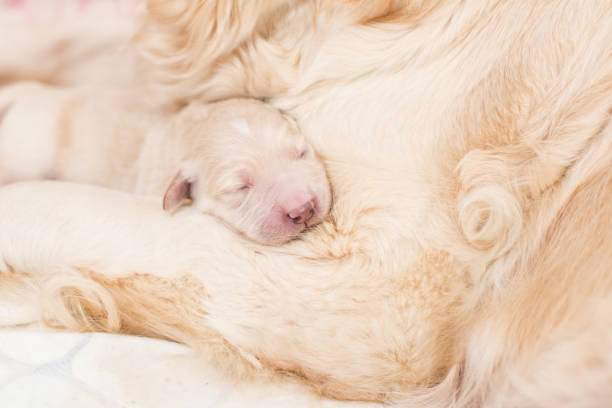 Az anyukája karján alvó újszülött golden