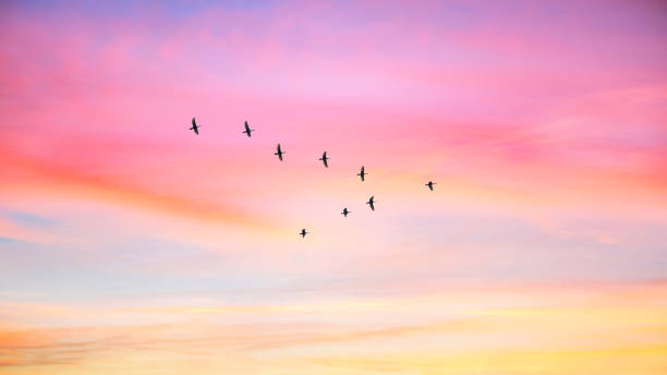 istock Migratory birds flying in the shape of v on the cloudy sunset sky. 1061787590