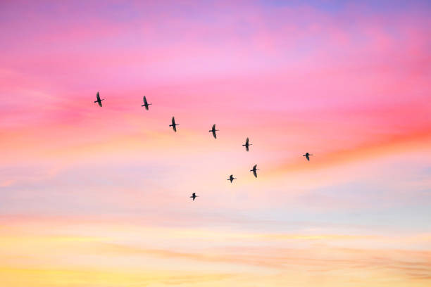 istock Migratory birds flying in the shape of v on the cloudy sunset sky. 1061787626