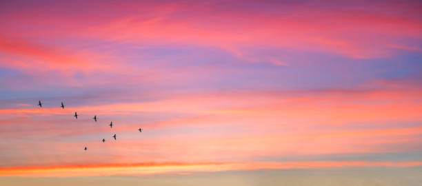 istock Migratory birds flying in the shape of v on the cloudy sunset sky. 1061787718