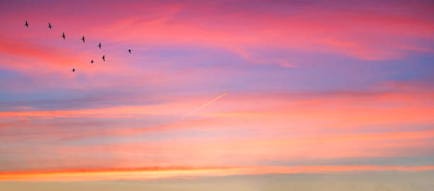 istock Migratory birds flying in the shape of v on the cloudy sunset sky. 1061787724