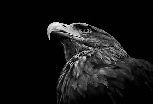 Wild golden eagle (Aquila chrysaetos) side profile and close-up head shot with copy space, isolated on black background. Artistic eagle portrait for backgrounds/wallpaper